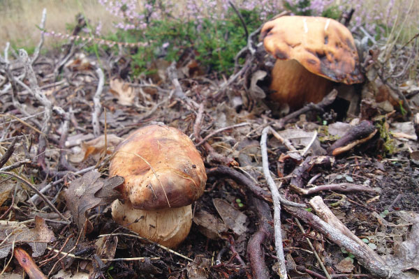 img-living-lab-fungiverso-1