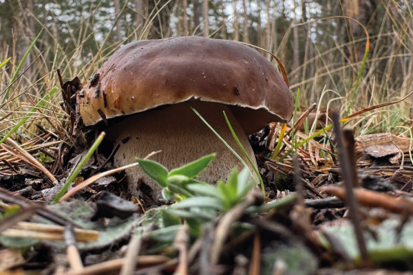 img-living-lab-fungiverso-2