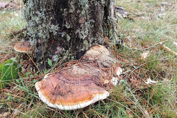 img-living-lab-fungiverso-5