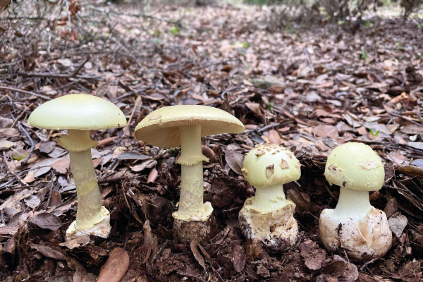 img-living-lab-fungiverso-6