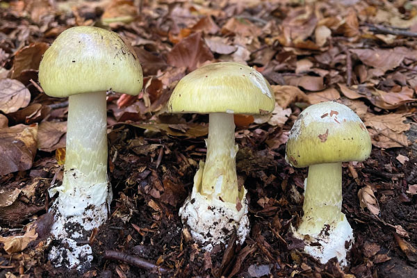 img-living-lab-fungiverso-8